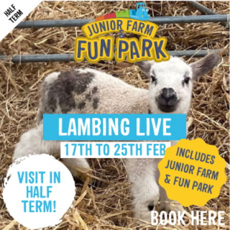 Lambing Live - February Half Term 12th - 20th Feb